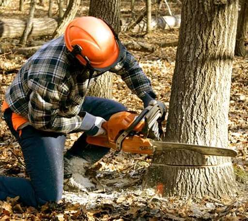 Tree Removal in Omaha, AR